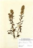 藏品(一枝黃花)的圖片